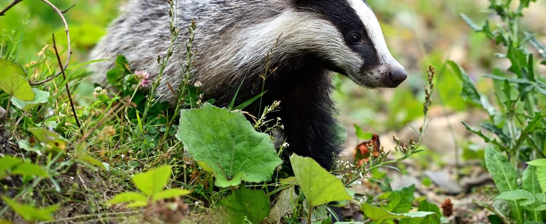 National Badger Day