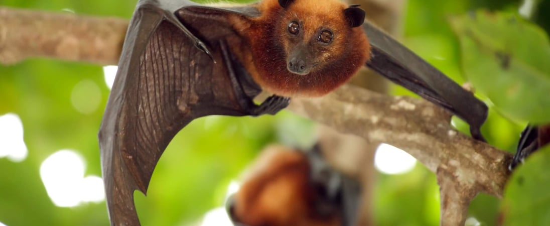 International Bat Appreciation Day