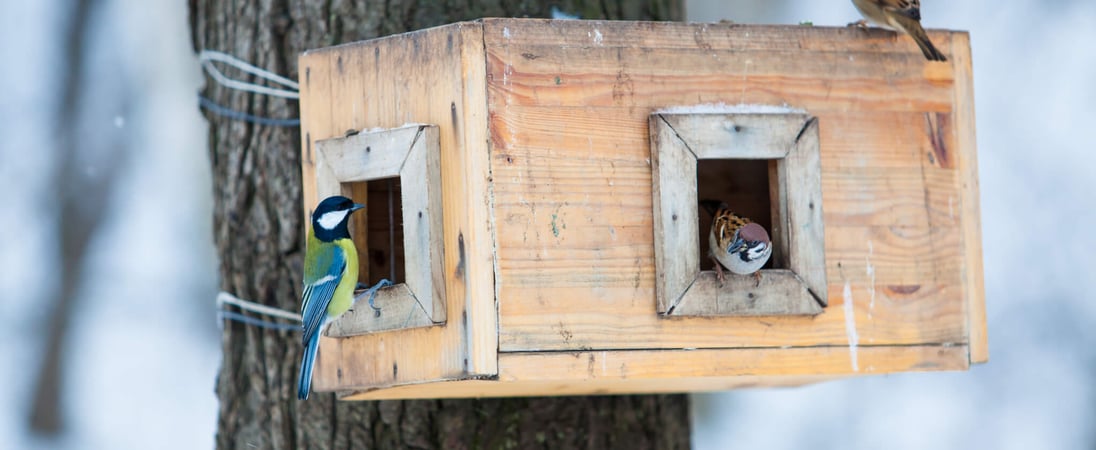 National Nest Box Week