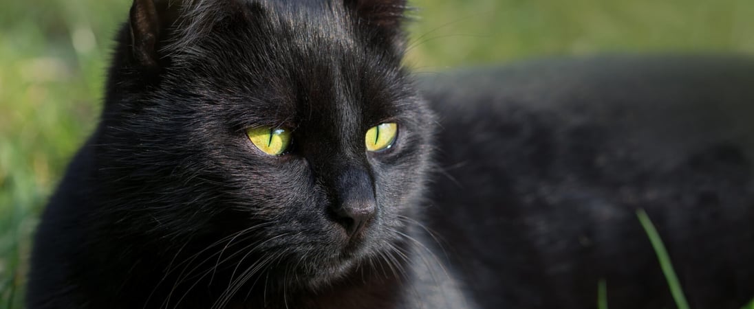 National Black Cat Day