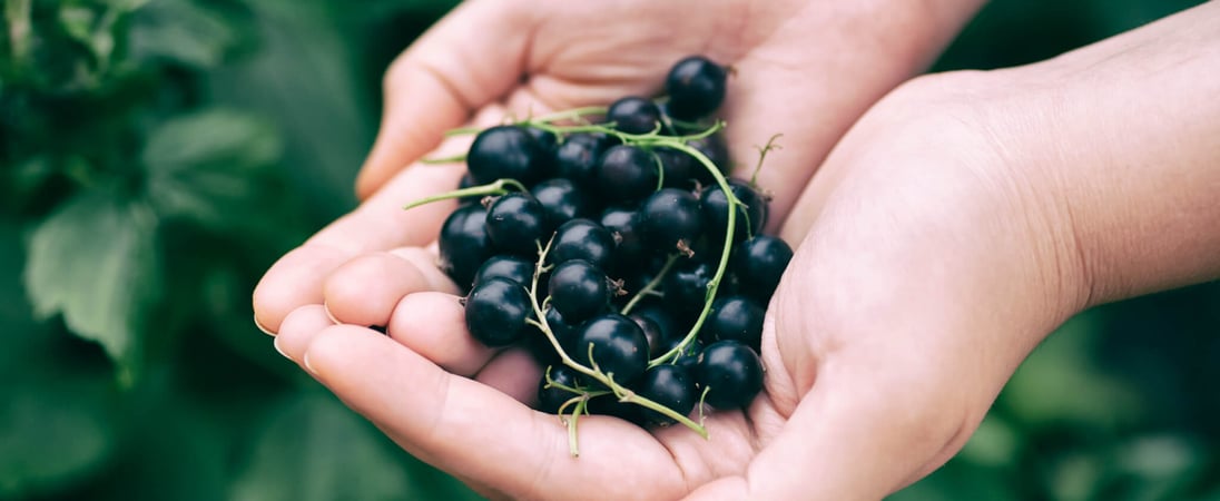 Blackcurrant Day