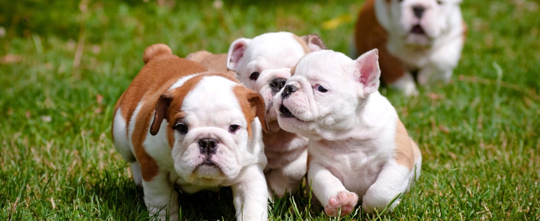 National Bulldogs Are Beautiful Day