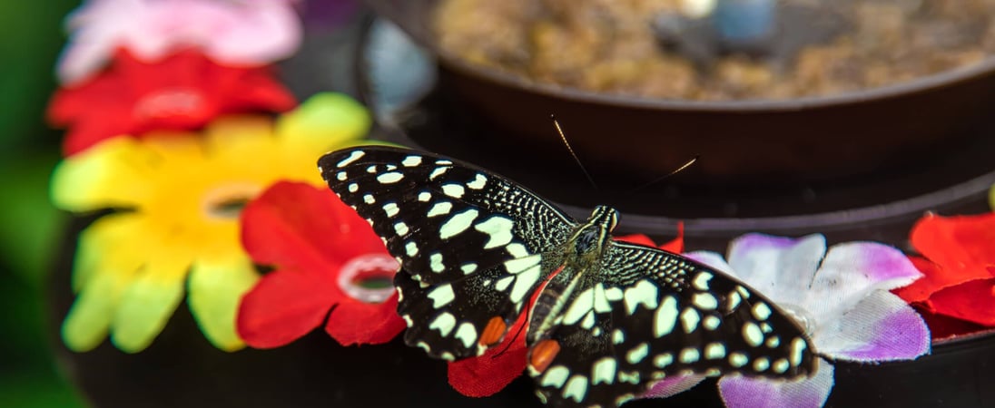 Butterfly Education and Awareness Day