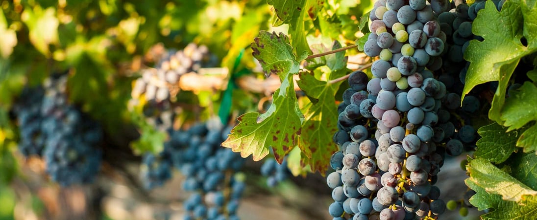 Cabernet Franc Day