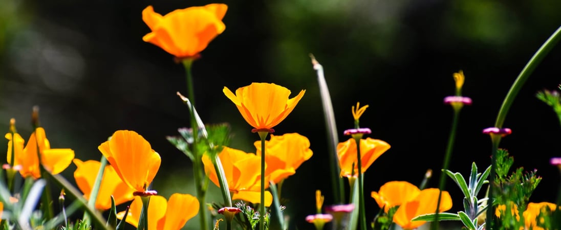 California Poppy Day