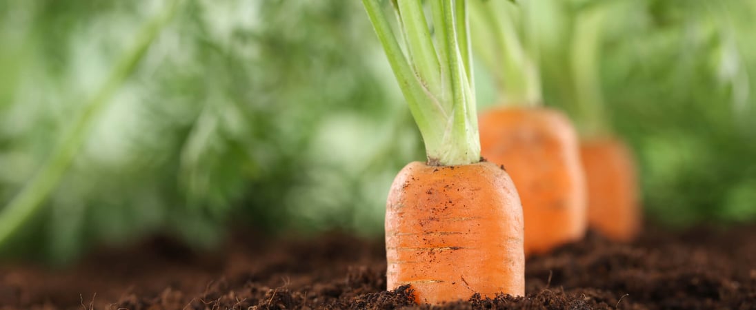 International Carrot Day