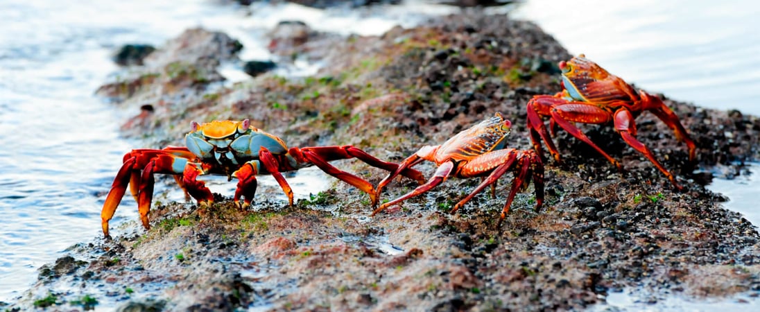 Champion Crab Races Day