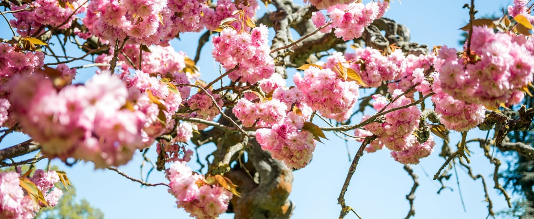 National Cherry Blossom Festival