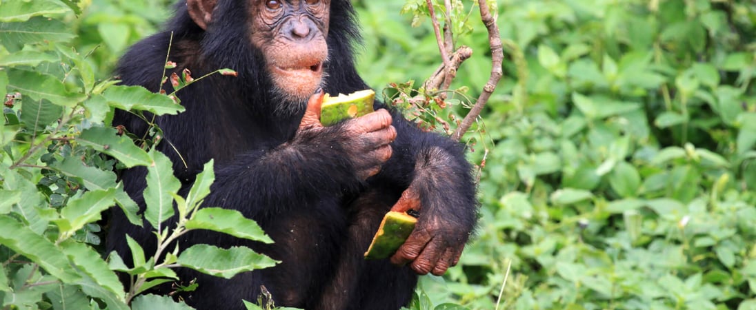 World Chimpanzee Day