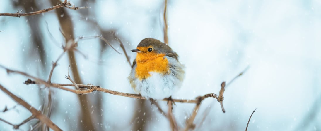 Christmas Bird Count Week