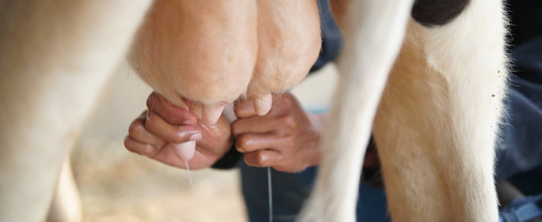 Cow Milked While Flying in an Airplane Day