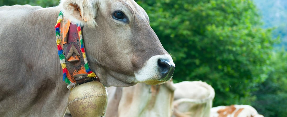 Cow’s Ball