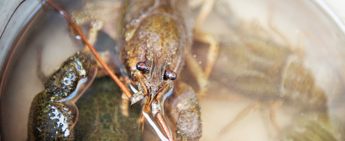 Crayfish Party