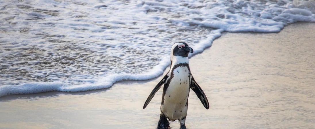 International African Penguin Awareness Day