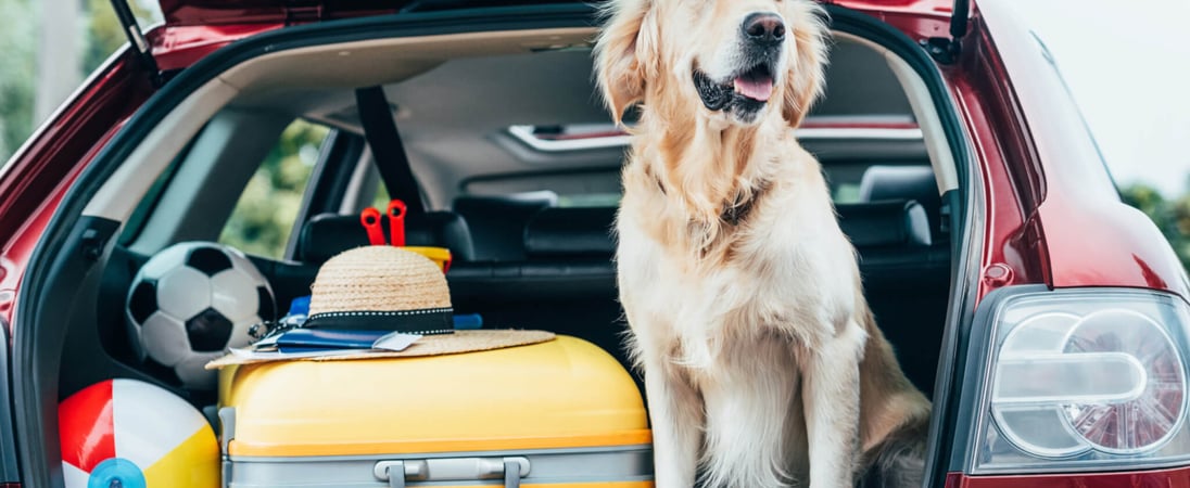 National Pet Travel Safety Day