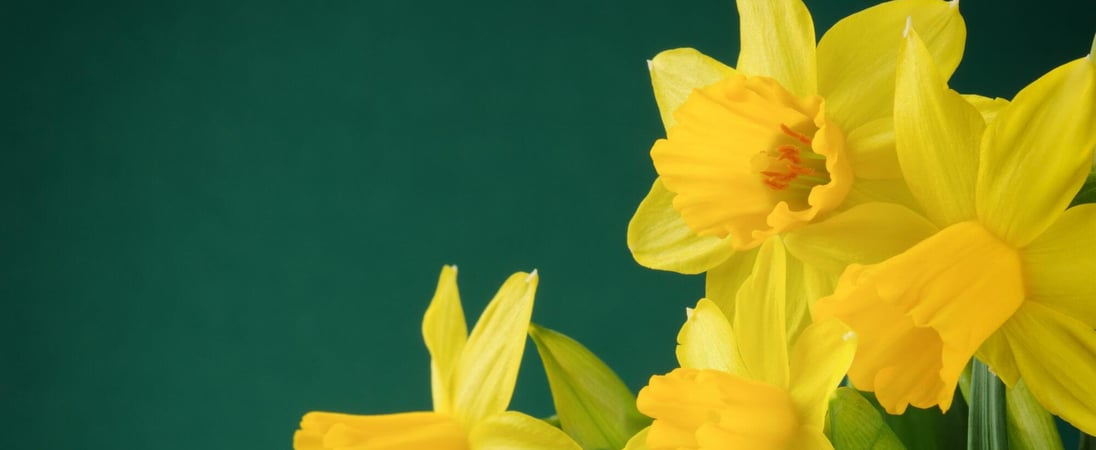 Daffodil Day