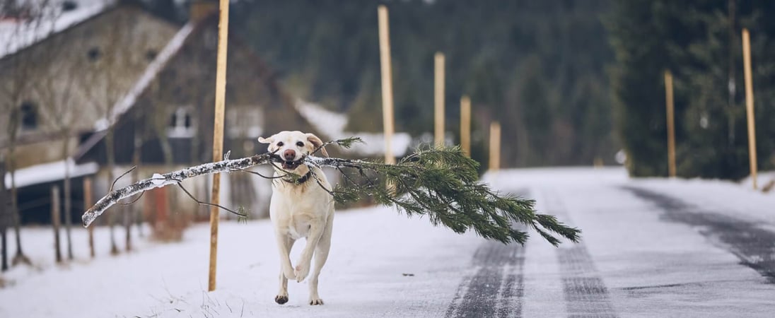 National Take Down the Christmas Tree Day