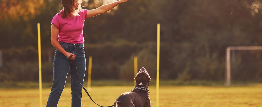 Dog Training Education Month