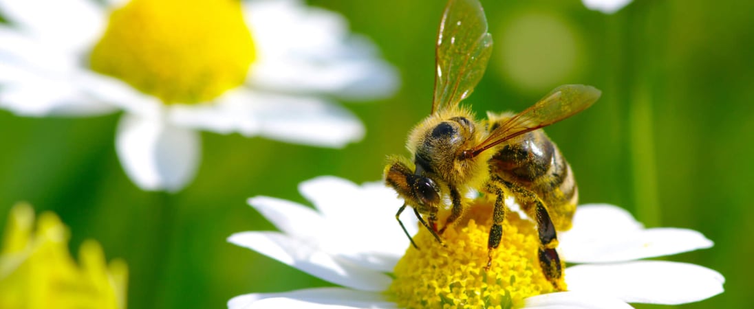 Don’t Step On A Bee Day