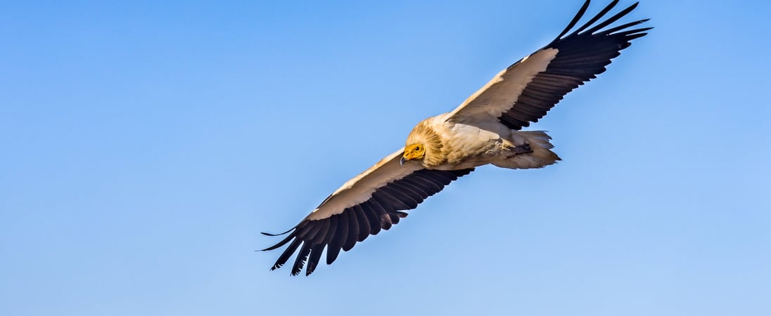 International Vulture Awareness Day