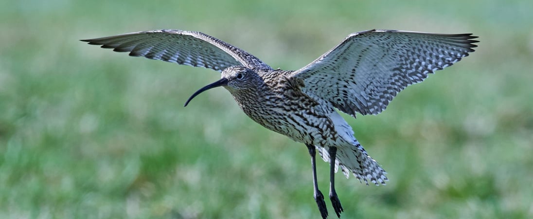 World Curlew Day