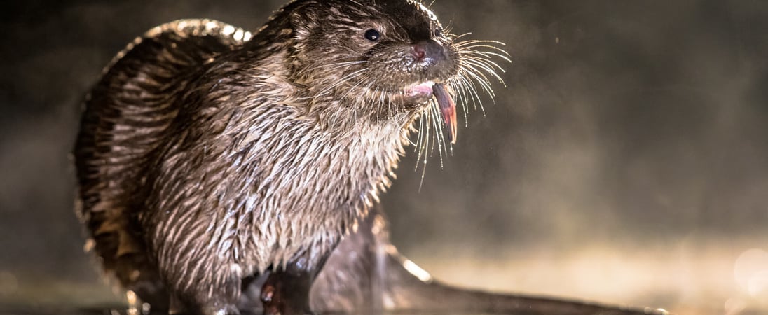 World Otter Day