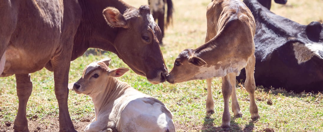 National Farm Animals Day