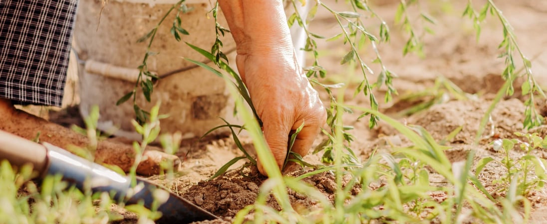 National Weed Your Garden Day