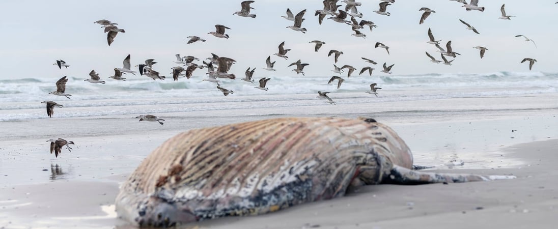 Festival for the Souls of Dead Whales