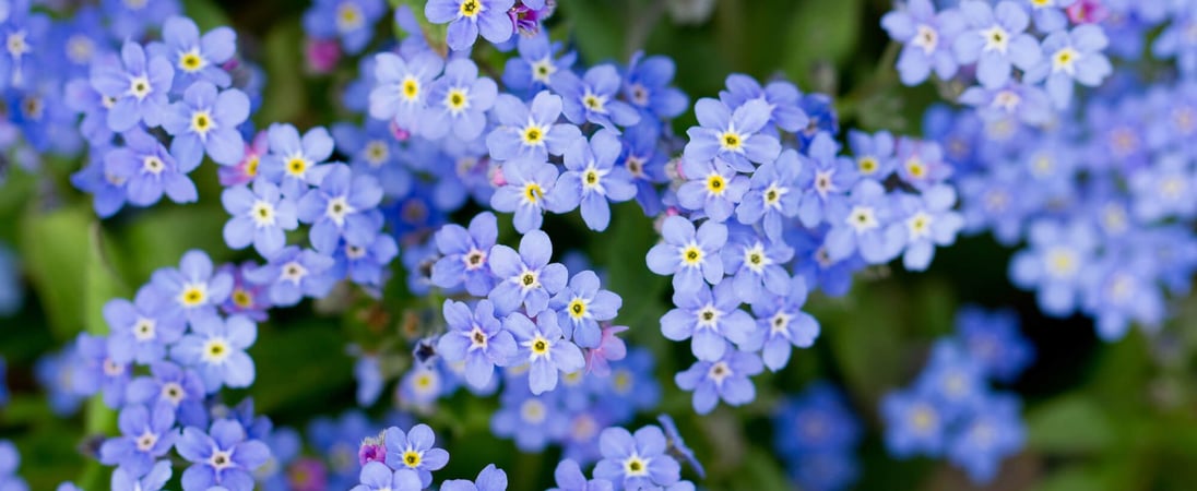 National Forget-Me-Not Day