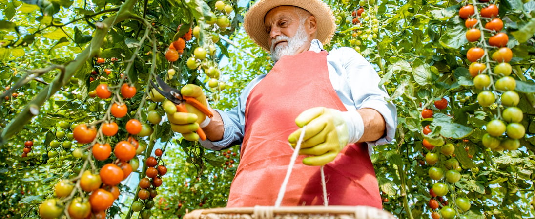 Fresh Florida Tomato Month