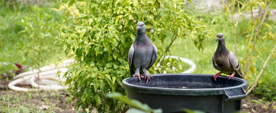 Garden Wildlife Week