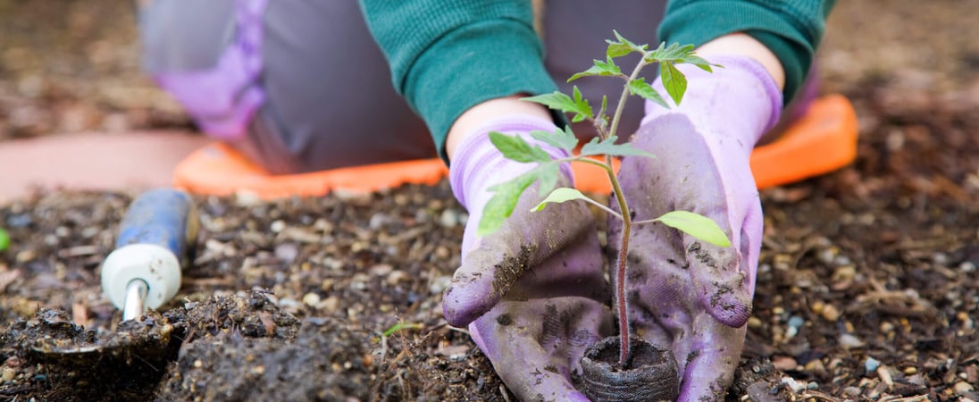 National Gardening Exercise Day