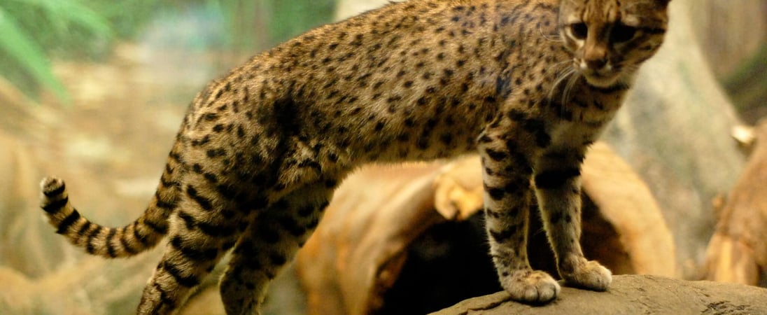 World Geoffroy’s Cat Day