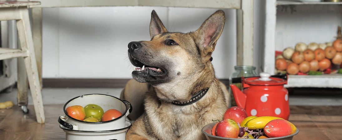 National Cook For Your Pets Day