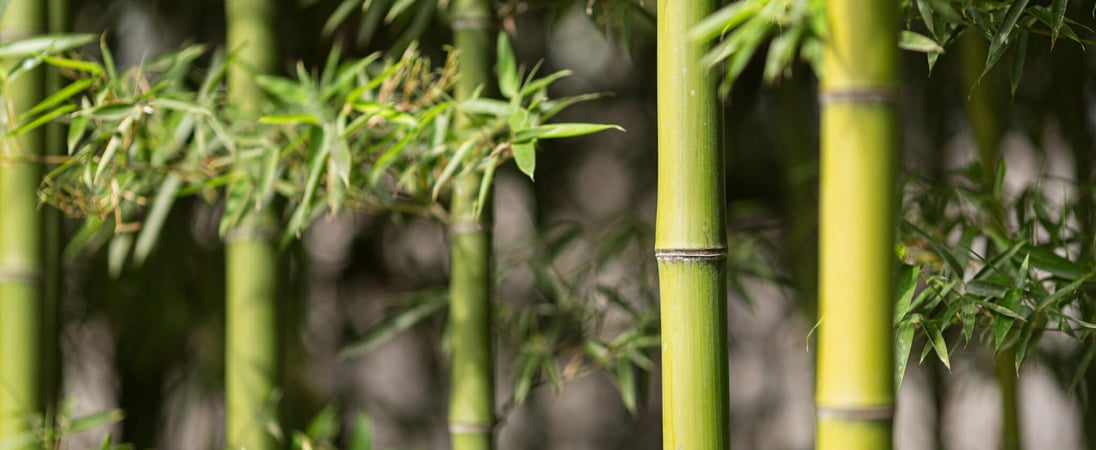 World Bamboo Day