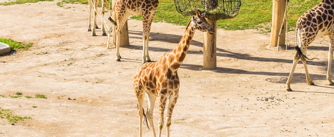 National Zoo and Aquarium Month