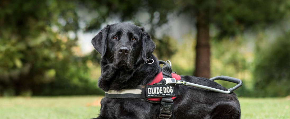 National Guide Dog Month