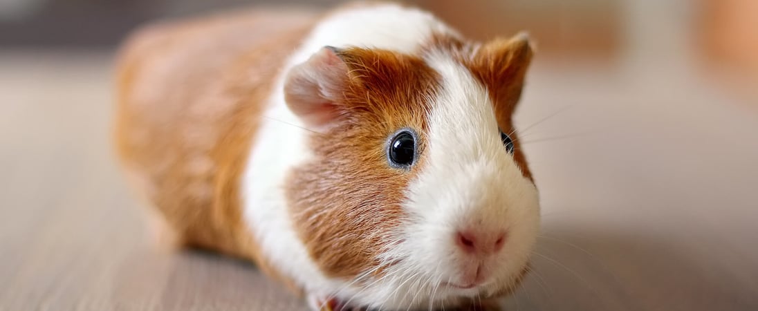 Guinea Pig Appreciation Day