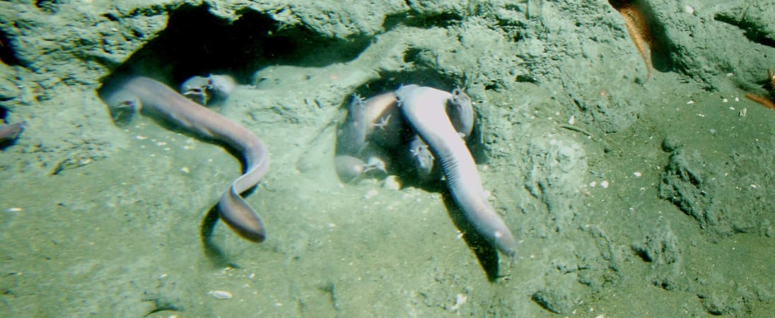 Hagfish Day