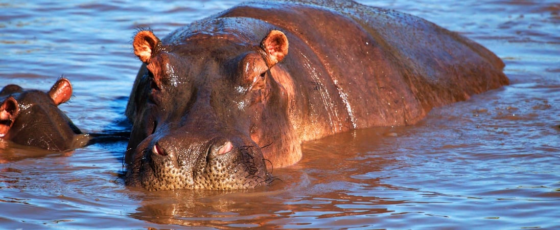 World Hippo Day