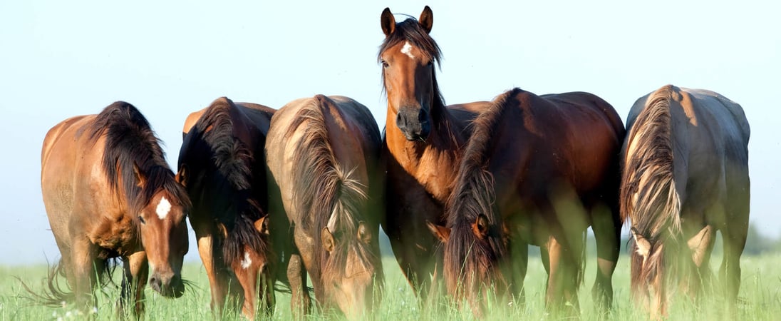 National Horse Protection Day