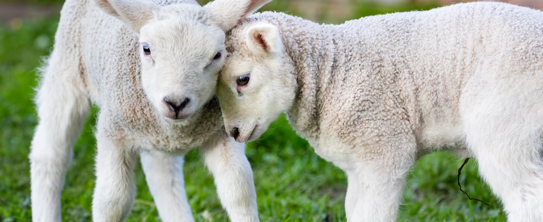 National Hug A Sheep Day