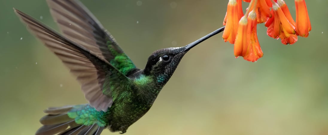 National Hummingbird Day