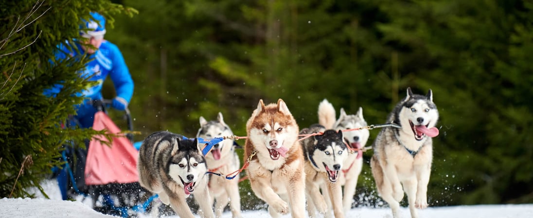 Iditarod Trail Sled Dog Race