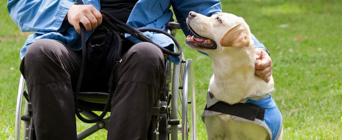 International Assistance Dog Week