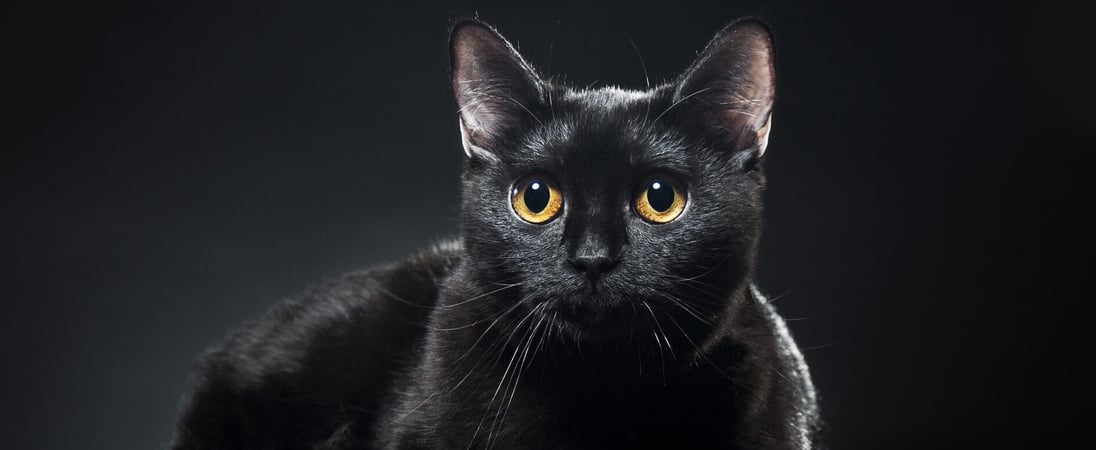 Black Cat Awareness Month