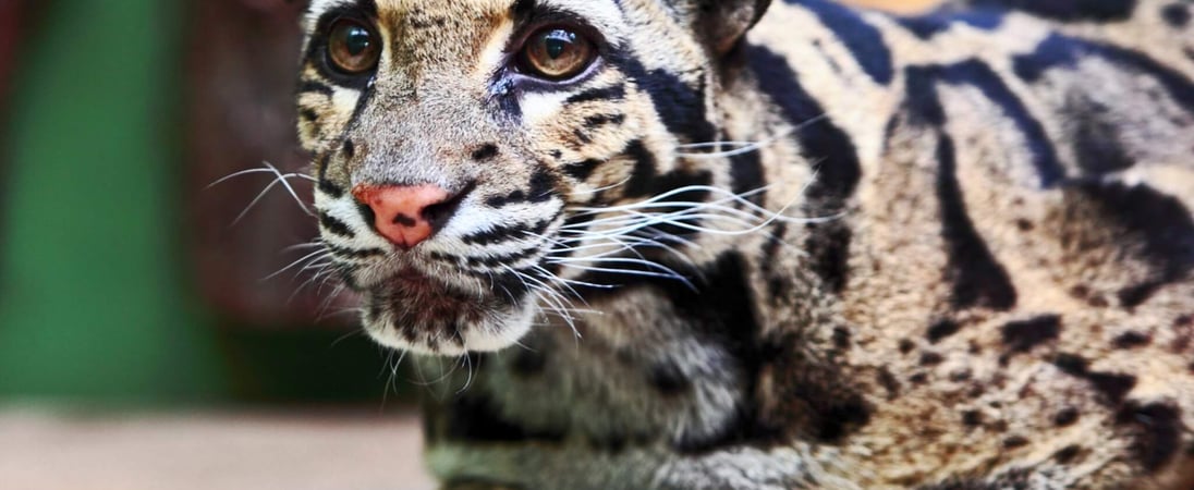 International Clouded Leopard Day