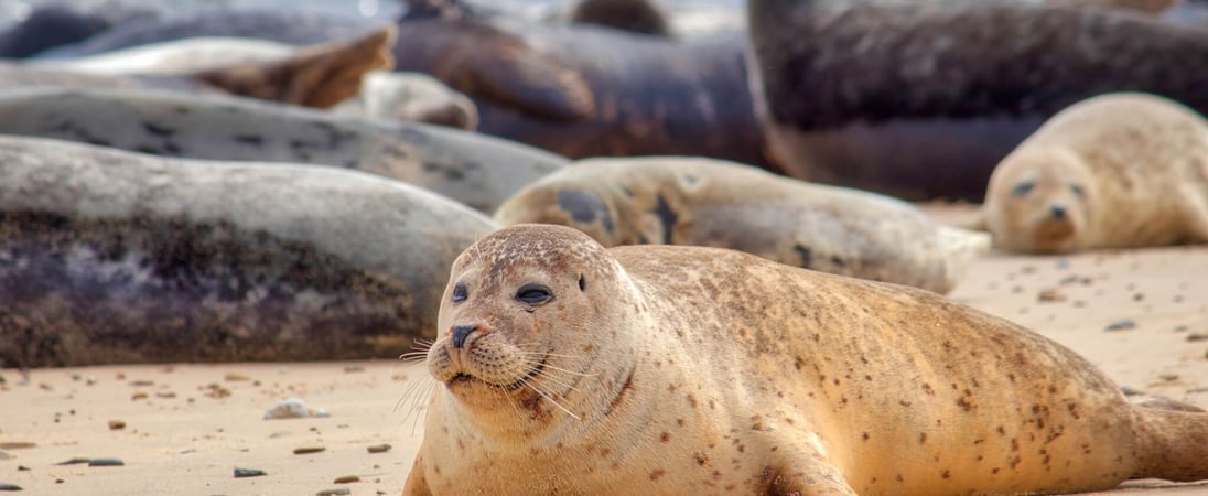 International Day of the Seal