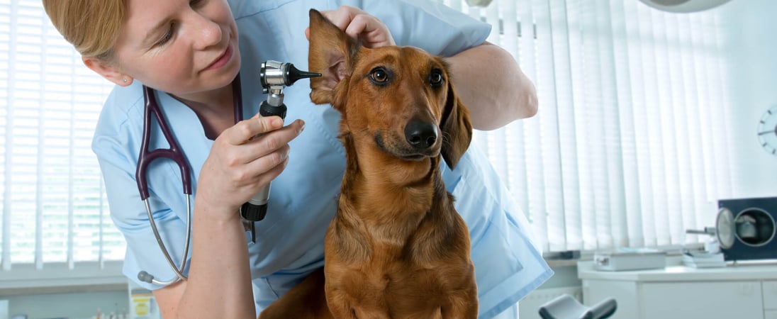 International Day of Veterinary Medicine